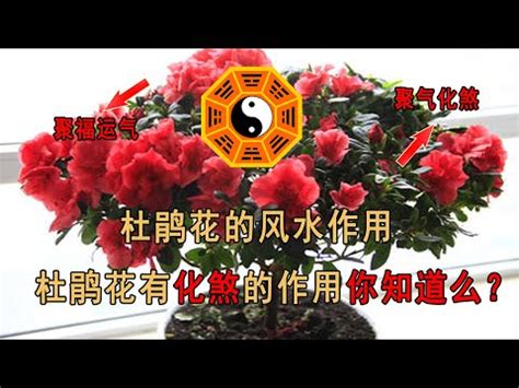 杜鵑風水|【杜鵑花與風水】杜鵑花的風水寓意及注意事項 